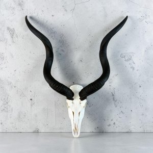 Kudu Skull