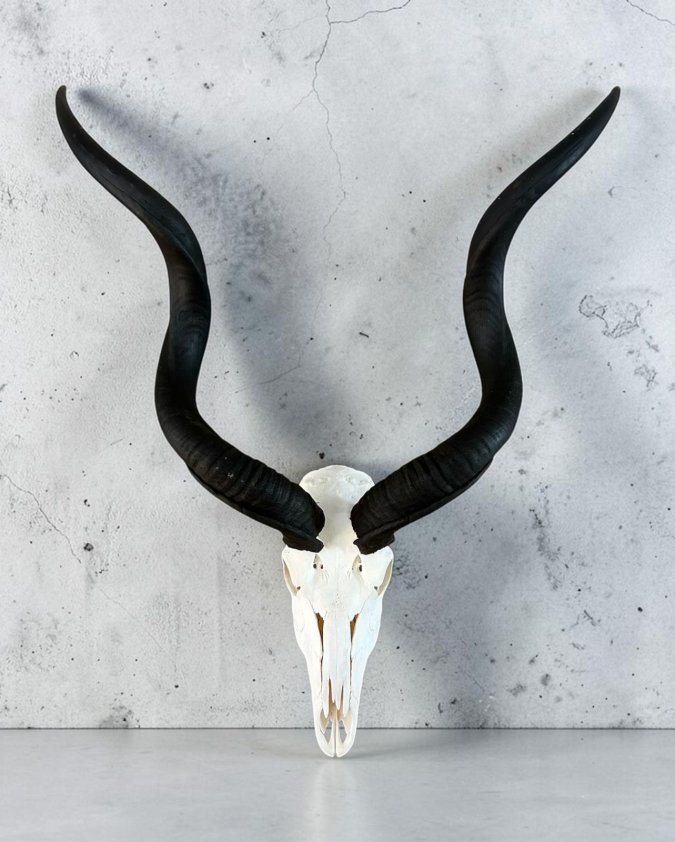 Kudu Skull
