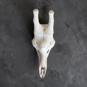 Giraffe Skull