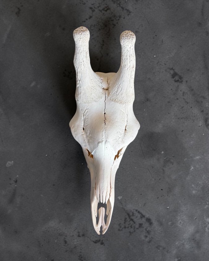 Giraffe Skull