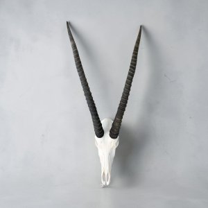 Sable Skull