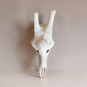 Giraffe Skull