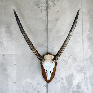 Waterbok