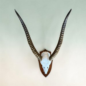 Waterbok Skull