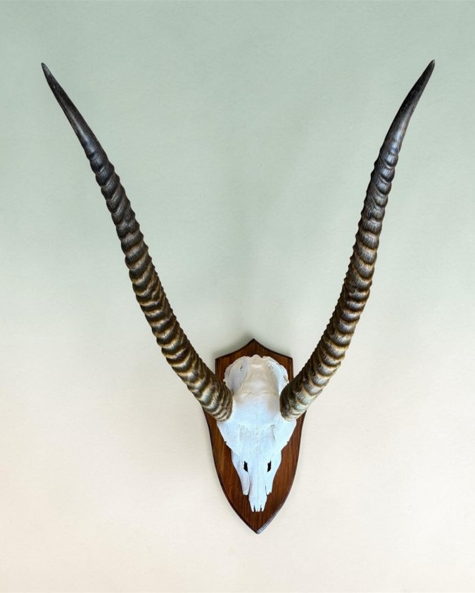 Waterbok Skull