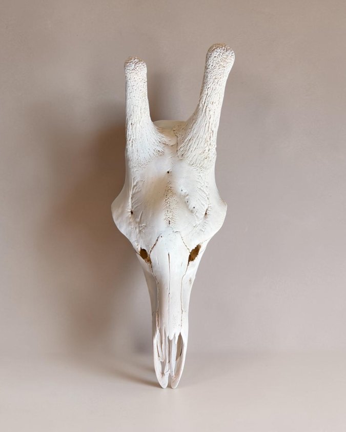 Giraffe Skull