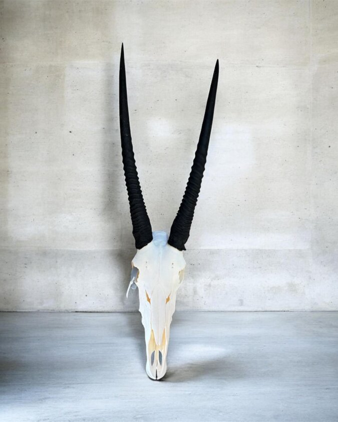 Gemsbok Skull