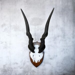 Eland Skull on Pine Shield