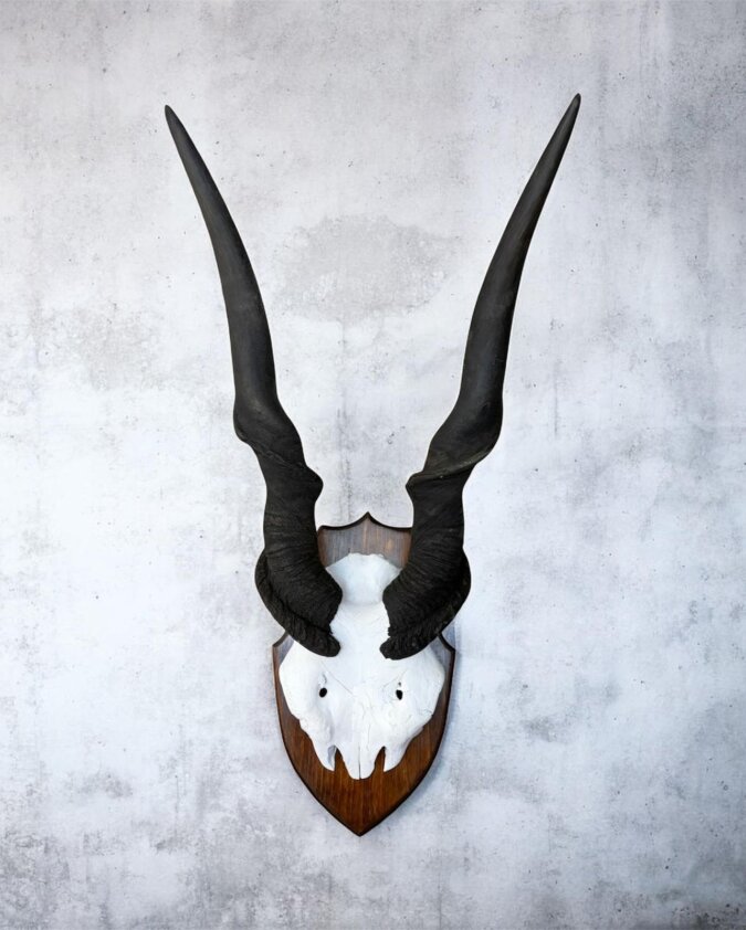 Eland Skull on Pine Shield