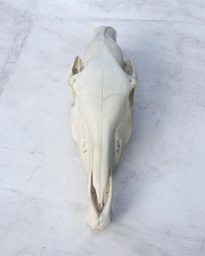 Zebra Skull with Jaw