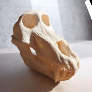 Baboon Skull