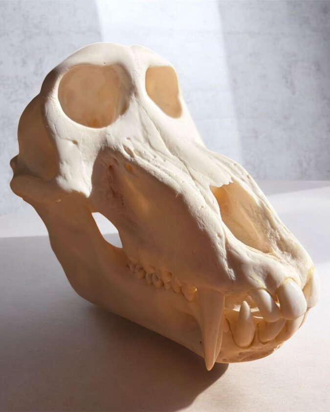 Baboon Skull
