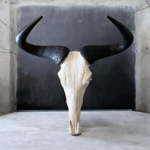 Blue Wildebeest Skull