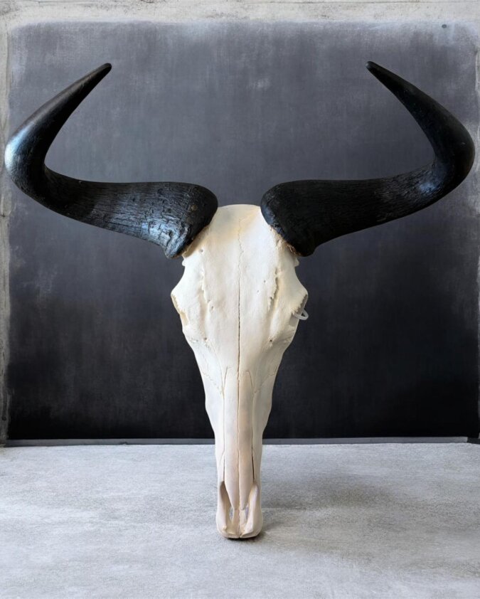 Blue Wildebeest Skull