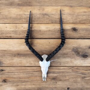 Impala Skull