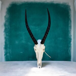 Blesbok Skull