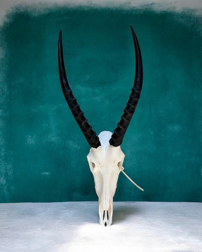 Blesbok Skull