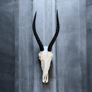 Blesbok Skull