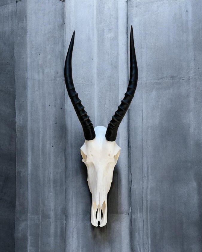 Blesbok Skull