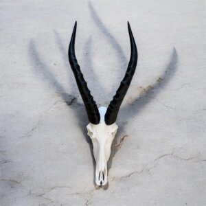 Blesbok Skull