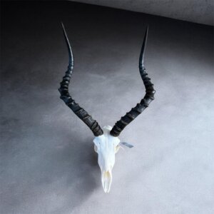 Impala Skull