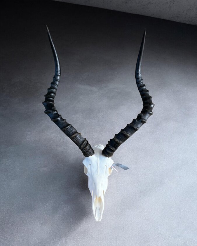 Impala Skull