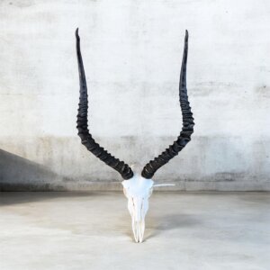 Impala Skull