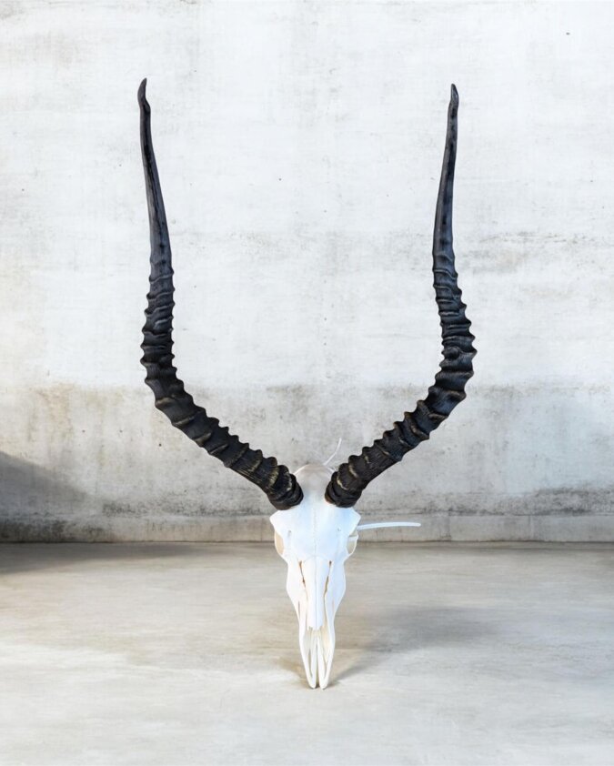 Impala Skull