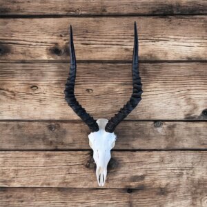 Impala Skull