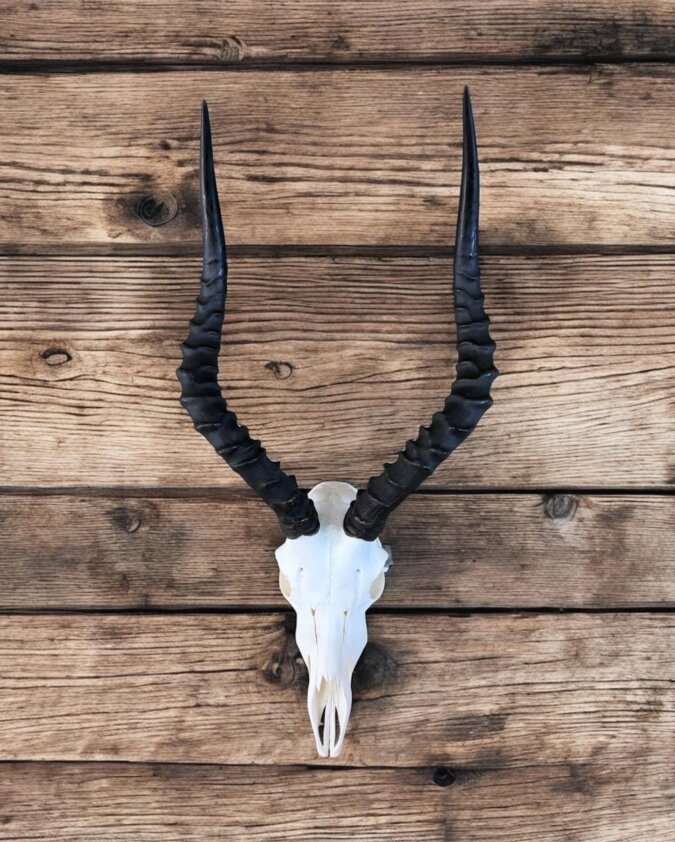 Impala Skull