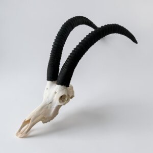Sable Skull