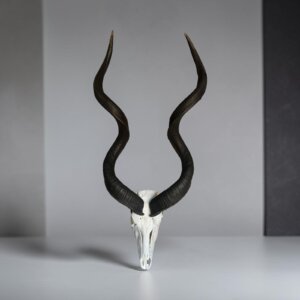 Kudu Skull