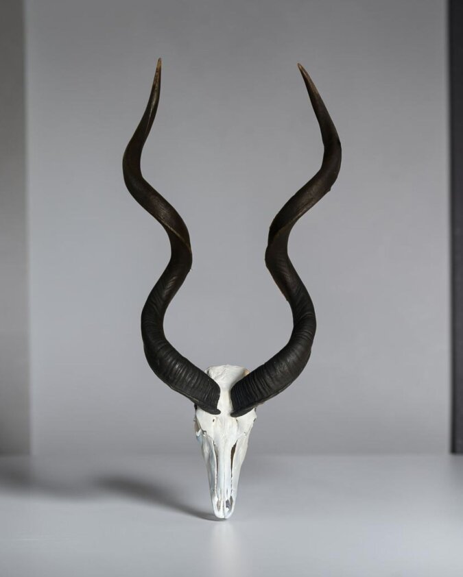 Kudu Skull