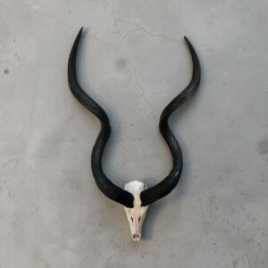 Kudu Skull
