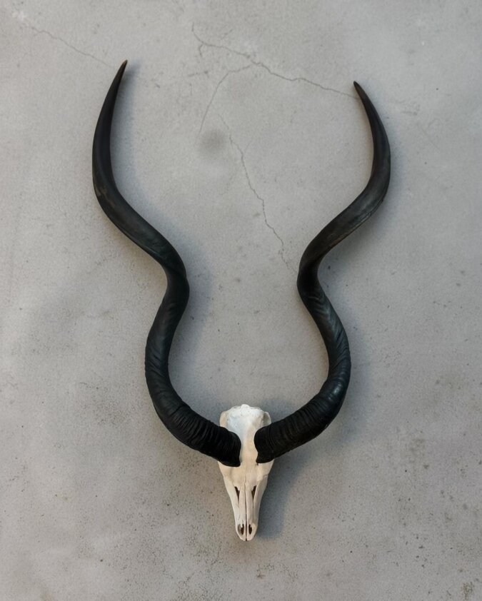 Kudu Skull