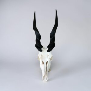 Eland Skull
