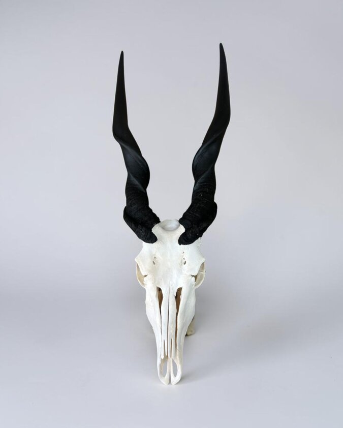 Eland Skull
