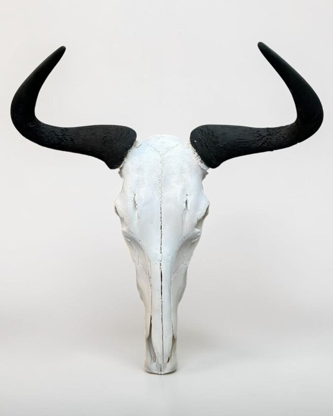 Blue Wildebeest Skull