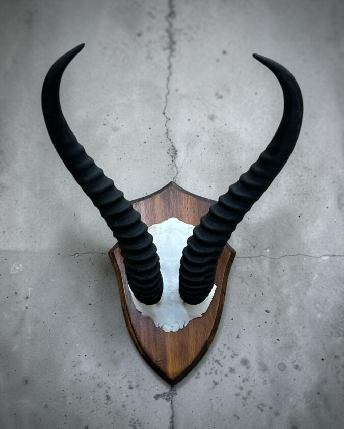 Springbok Skull on Shield