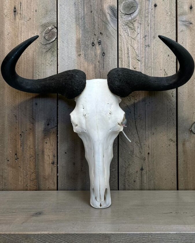 Blue Wildebeest Skull