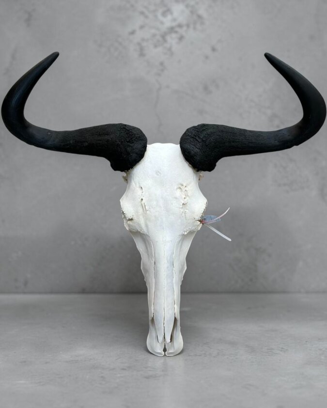 Blue Wildebeest Skull