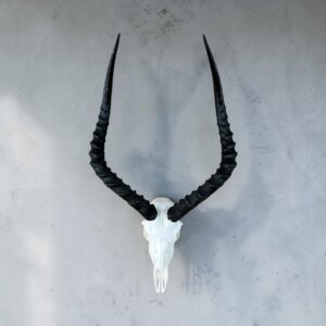 Impala Skull