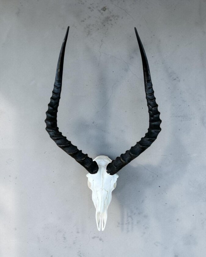 Impala Skull