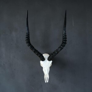 Impala Skull