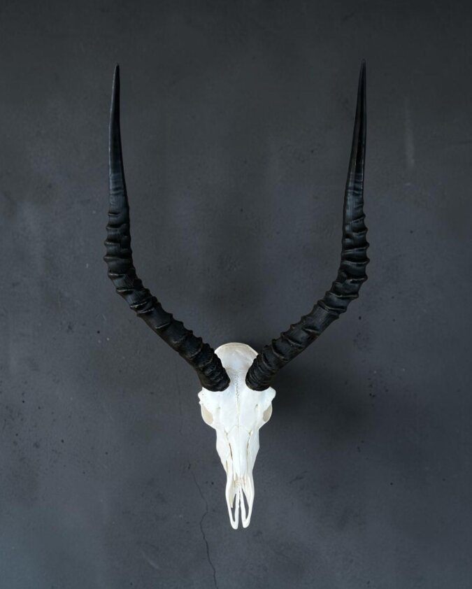 Impala Skull