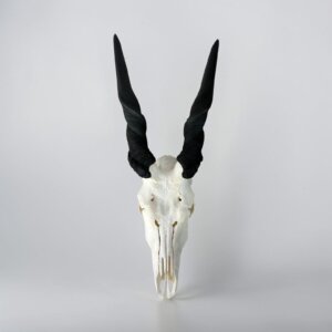 Eland Skull