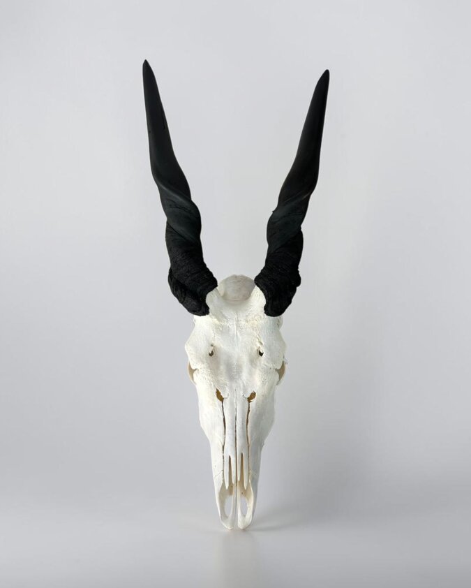 Eland Skull