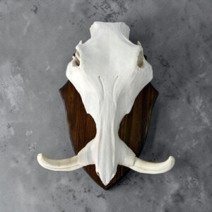 Warthog Skull on Shield