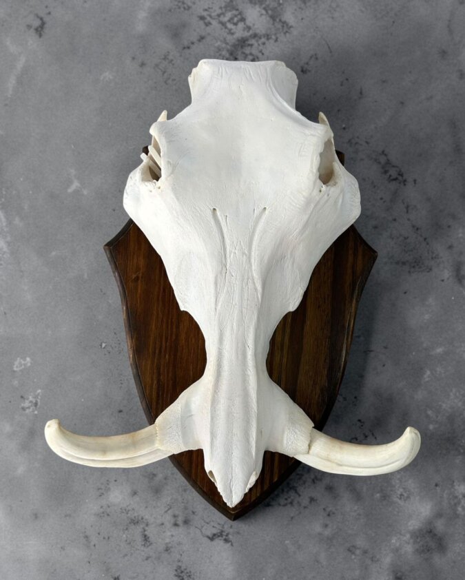 Warthog Skull on Shield