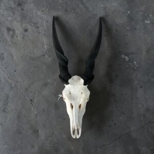 Eland Skull
